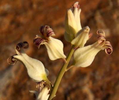 Lyreleaf Jewel Flower, streptanthus carinatus, photo © by Michael Plagens