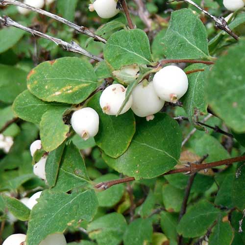 Snow Berry, Symphoricarpos rotundifolius, photo © by Mike Plagens