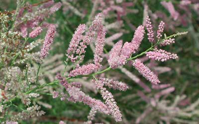 Flowers of Tamarix ramosissima. Photo © by Michael Plagens