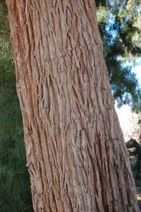 deeply fissured and fibrous bark of Athel