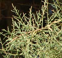 green twigs and scale-like leaves of Athel