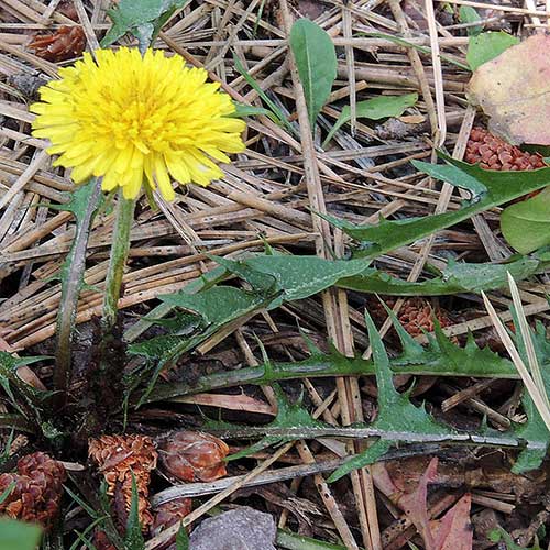 Common Dandelion, Taraxacum officinale, photo © by Mike Plagens