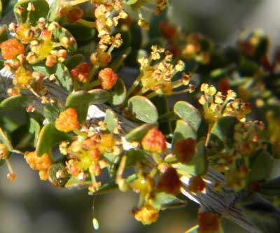 Photo of Tetracoccus hallii with numerous flowers © by Michael J. Plagens