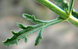 leaves of Phlox longifolia