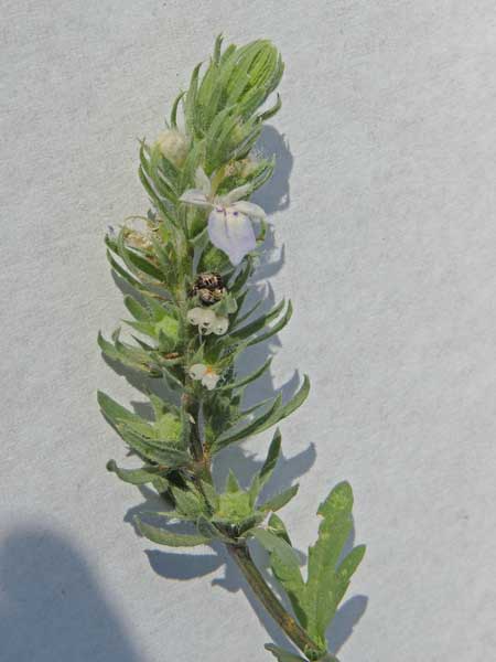 Teucrium cubense photograph © by Michael Plagens