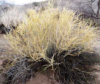 Thamnosma montana, Turpentine-broom, during the winter months, photo © by Michael Plagens
