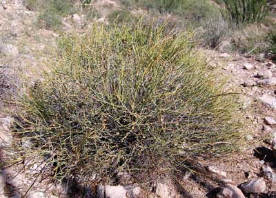 Thamnosma montana, Turpentinebroom, photo © by Michael Plagens