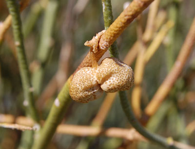 Thamnosma montana, Turpentinebroom, photo © by Michael Plagens