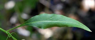 Leaf of Wright's Thelypody, Thelypodium wrightii, photo © by Michael Plagens