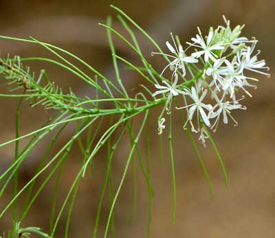 Inflorescence of Wright's Thelypody, Thelypodium wrightii, photo © by Michael Plagens