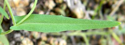 Close-up of leaf, Thysanocarpus curvipes © by Michael Plagens