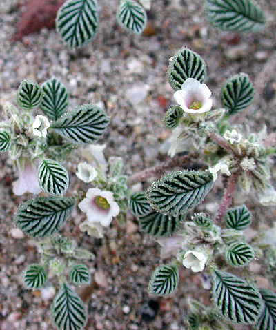 flowers of Tiquilia plicata photo © by Michael Plagens