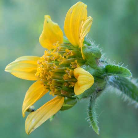 Arizona Sunflower-weed, Tithonia thurberi, © by Michael Plagens