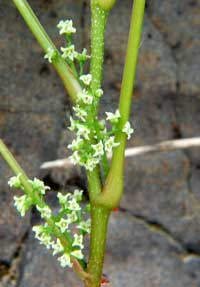 small clusters of flower on poison ivy are set close to the stem and appear in spring