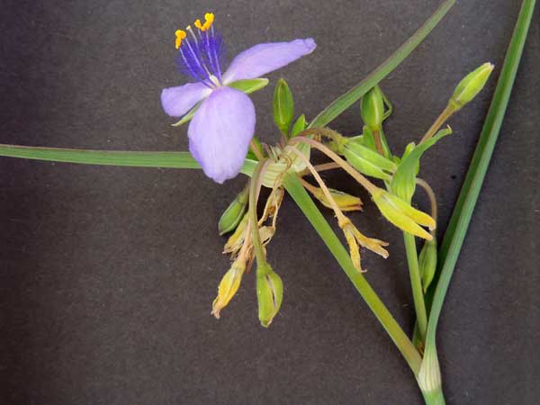 Prairie Spiderwort, Tradescantia occidentalis, © by Michael Plagens