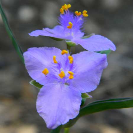 Pinewoods Spiderwort, Tradescantia pinetorum, photo © by Mike Plagens