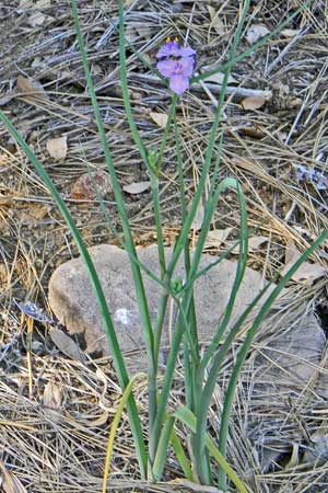 Habit of Tradescantia pinetorum, photo © by Mike Plagens