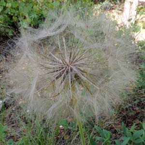 Yellow Salsify, Tragopogon dubius, photo © by Mike Plagens