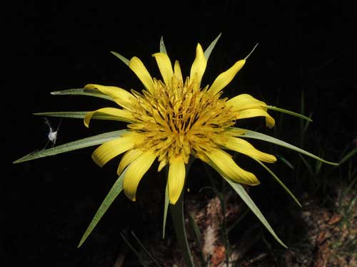 Yellow Salsify, Tragopogon dubius, photo © by Mike Plagens