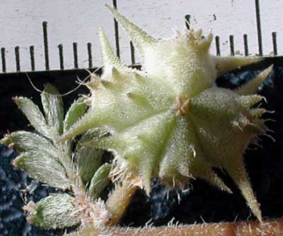 maturing fruit of puncture vine, Tribulus terestris