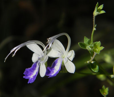 Arizona Blue Curls, Trichostema arizonicum, © by Michael Plagens