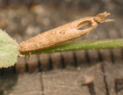 Small Venus' Looking-glass, Triodanis biflora, photo © by Michael Plagens