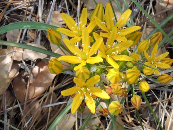 Oak Creek Triteleia lemmoniae photo © by Mike Plagens