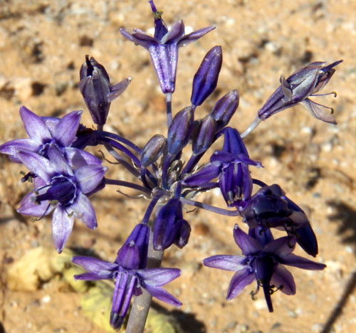 Blue Sand Lily, Triteleiopsis palmeri, photo © by Michael Plagens