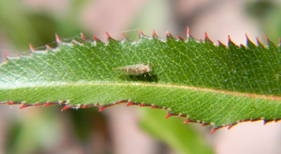 close-up of serrated leaf © by Michael Plagens