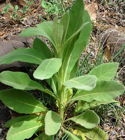 Common Mullein, Verbascum thapsus, © by Michael Plagens