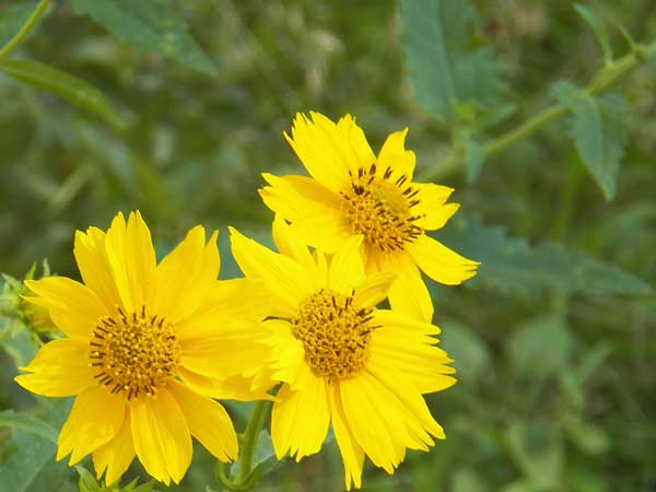 Golden Crown-beard, Verbesina encelioides, photo © by Mike Plagens