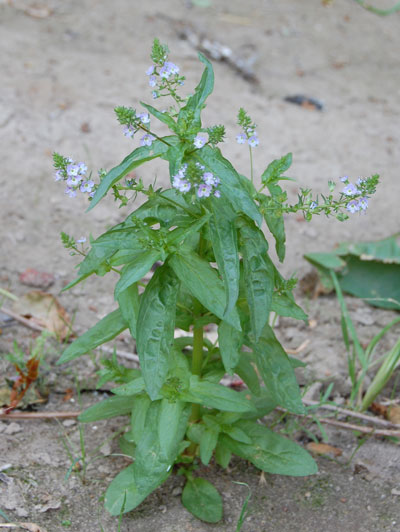 Veronica anagallis-aquatica © by Mike Plagens