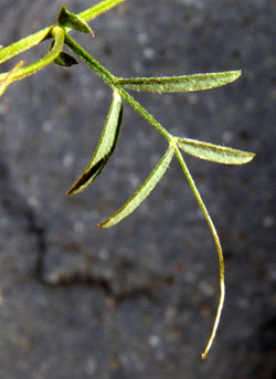 detail of leaf, Louisiana Vetch, Vicia ludoviciana, photo © by Michael Plagens