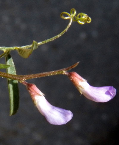 Louisiana Vetch, Vicia ludoviciana, photo © by Michael Plagens