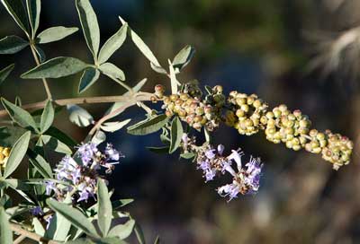 Vitex agnus-castus photo Illustration © by Mike Plagens