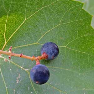 Vitis arizonica, Canyon Grape, photo © by Michael Plagens