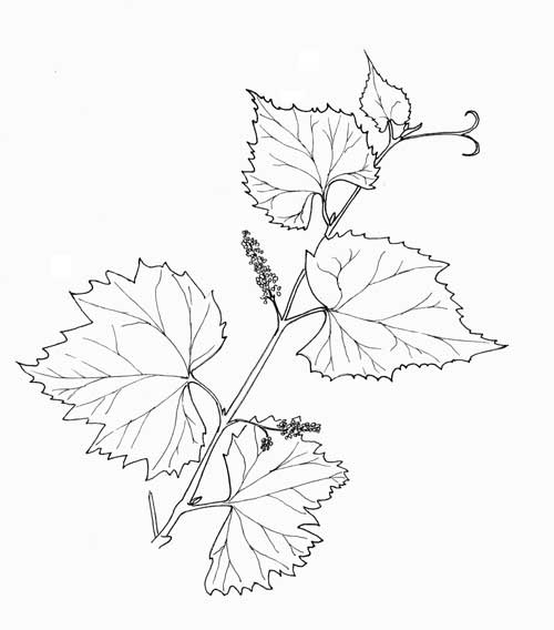 Vitis arizonica, Canyon Grape, Pen & Ink © by Michael Plagens