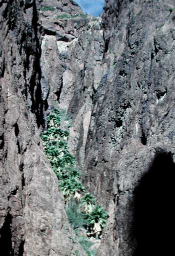 Photo by Mike Plagens from KOFA Mountains, Arizona