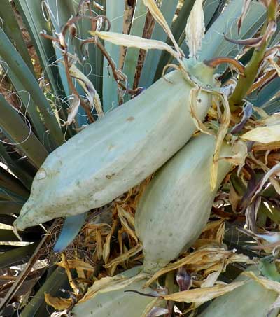Yucca baccata fruit photo © by Mike Plagens