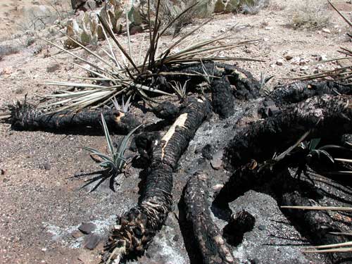 Yucca baccata after range fire photo © by Mike Plagens