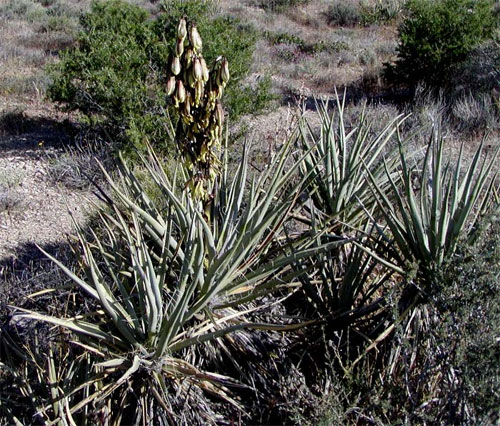 Yucca baccata photo © by Stan Shebs