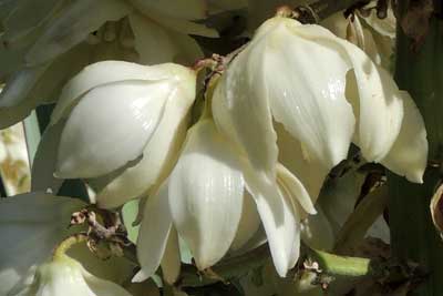 large flowers of Yucca madrensis, photo © by Michael Plagens