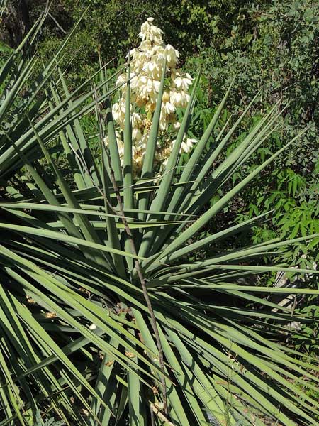 Yucca madrensis photo © by Michael Plagens