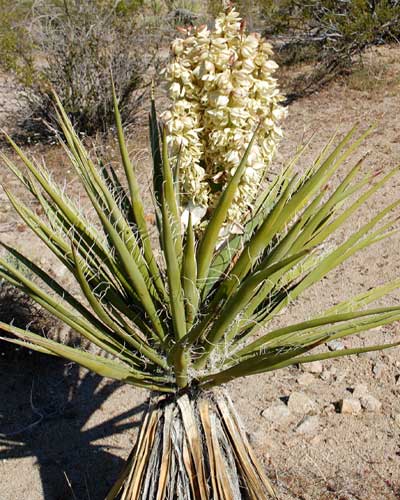 Yucca schidigera, photo © by Mike Plagens