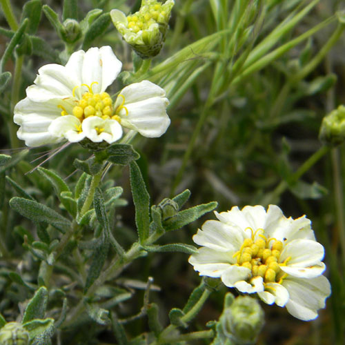 Desert Zinnia, Zinnia acerosa, photo © by Michael Plagens