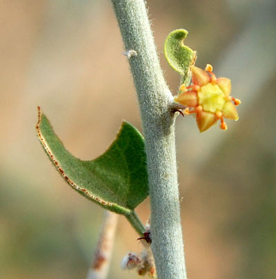 Ziziphus obtusifolia flower. Photo © Michael Plagens.