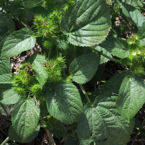 Hornbeam Copper-leaf, Acalypha ostryifolia, photo © by Michael Plagens