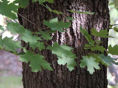 Bigtooth Maple, Acer grandidentatum, © by Michael Plagens