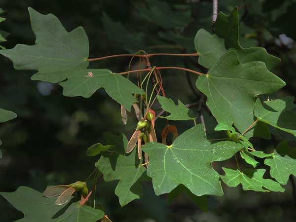 Bigtooth Maple, Acer grandidentatum, © by Michael Plagens