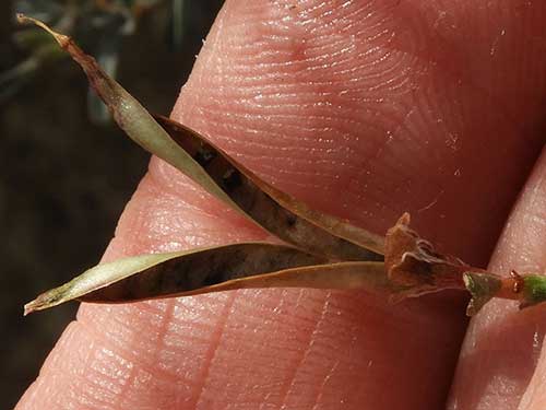 Acmispon rigidus seed bean pod © by Michael Plagens